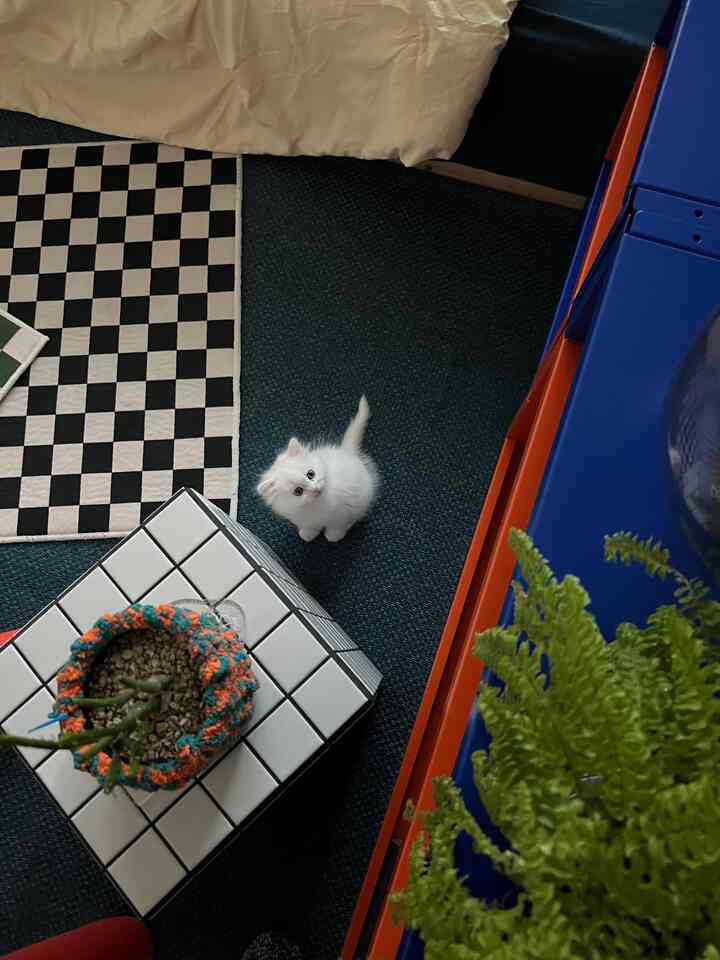 Modern interior space with dominant navy tones featuring a small white cat centrally positioned on the floor