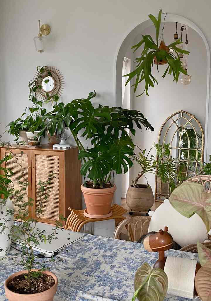 White walls and brown rattan furniture with various green plants in a natural modern living room space