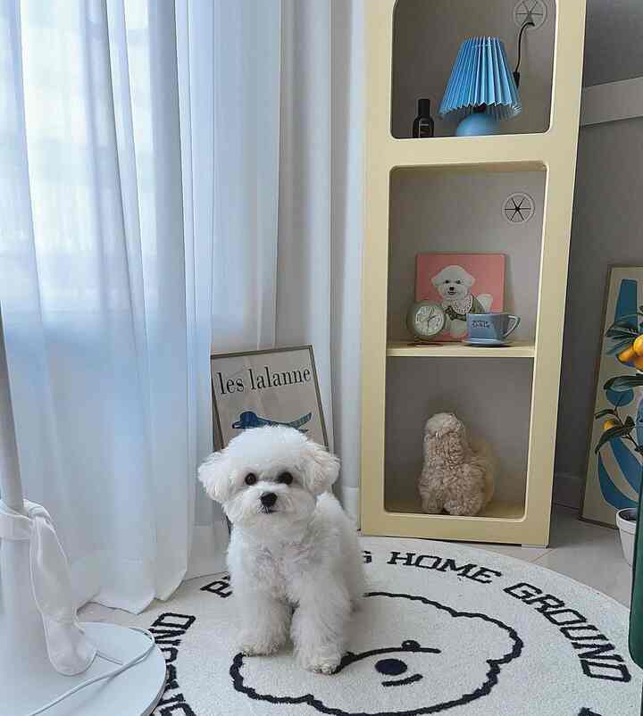 柔らかなホワイトとブルーのトーンのリビング、中央に白い犬とかわいい動物の絵が配された雰囲気のある空間