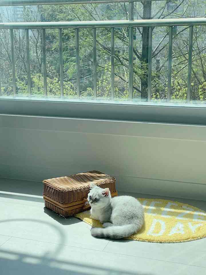 A warm natural-toned floor space featuring a rattan storage box and yellow floor mat with a white cat sitting on it near a window