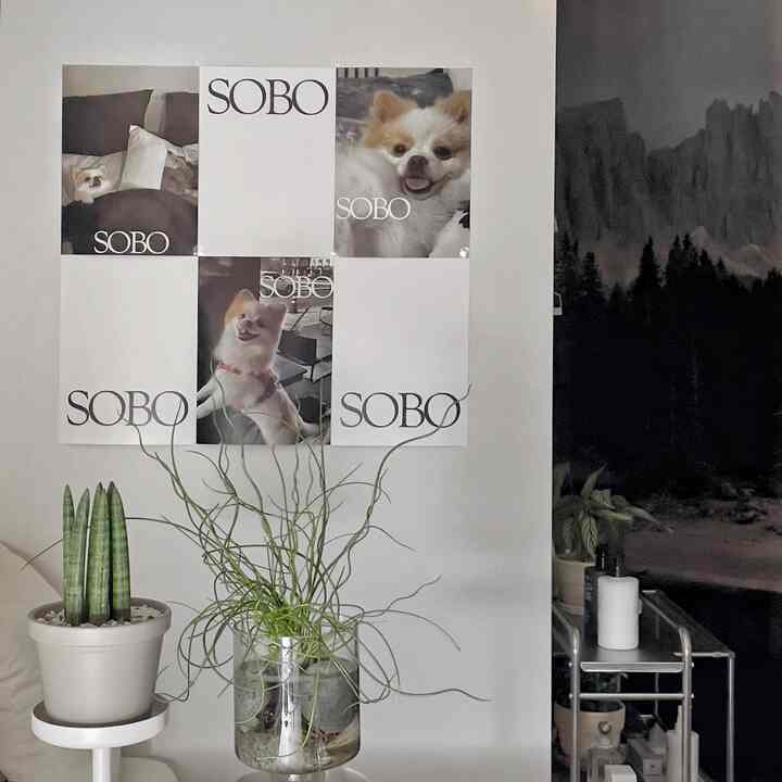 Modern living room with white walls, dog posters, and plants arranged for a cozy atmosphere
