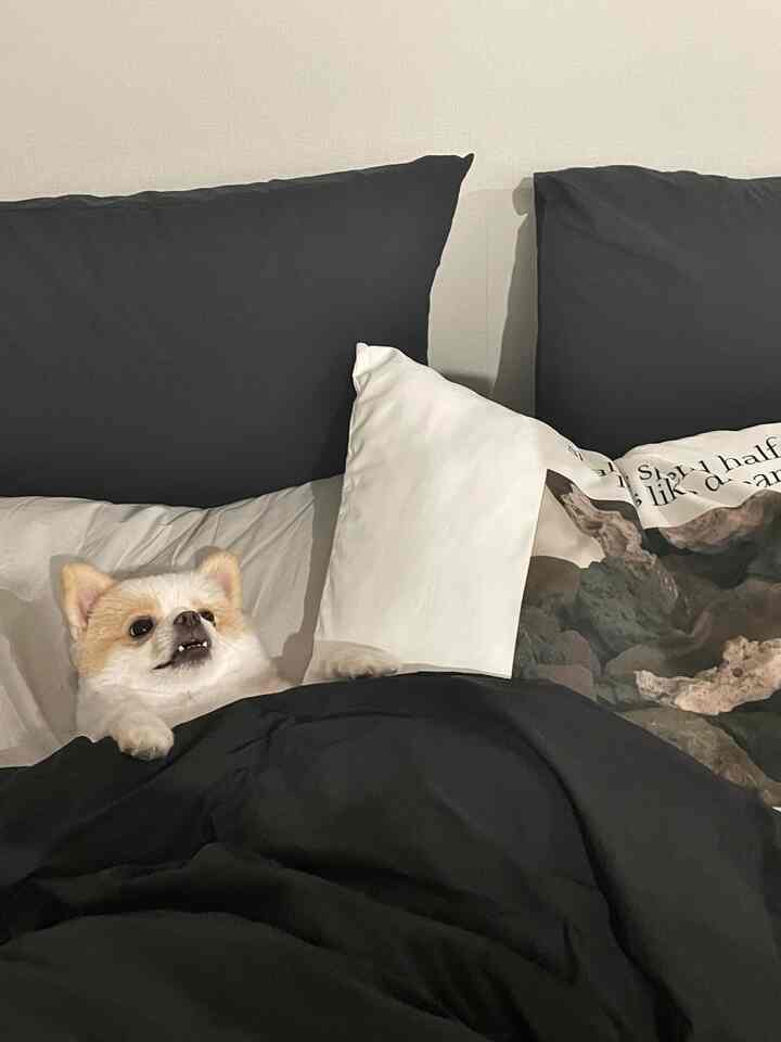 ブラックとホワイトのトーンの寝室、中央に犬がベッドでくつろいでいる雰囲気のあるインテリア