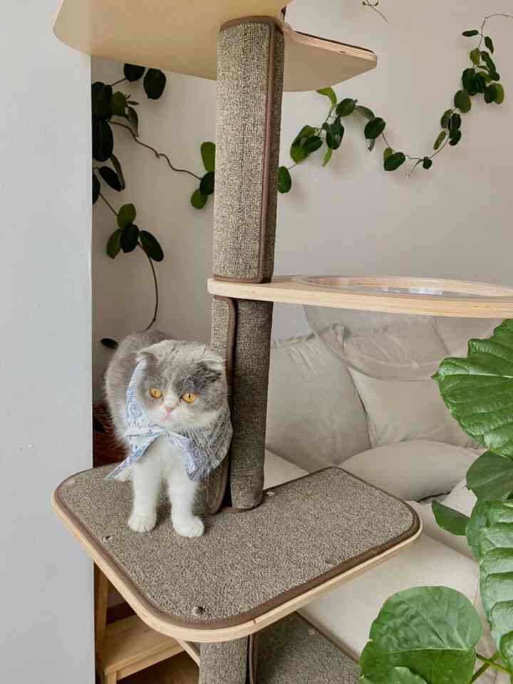 Natural beige-toned living room featuring cat tower and sofa with cozy atmosphere