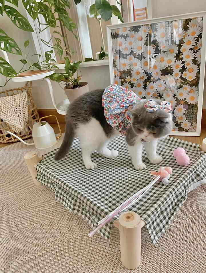 Beige and green toned living space featuring a floral dressed cat on a pet house with natural decor atmosphere