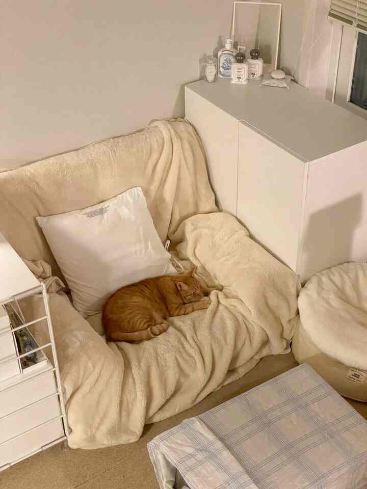 アイボリー色調のリビング、猫がいる柔らかい素材のソファとビーンバッグ、クッションが居心地の良い雰囲気を作り出しているインテリア