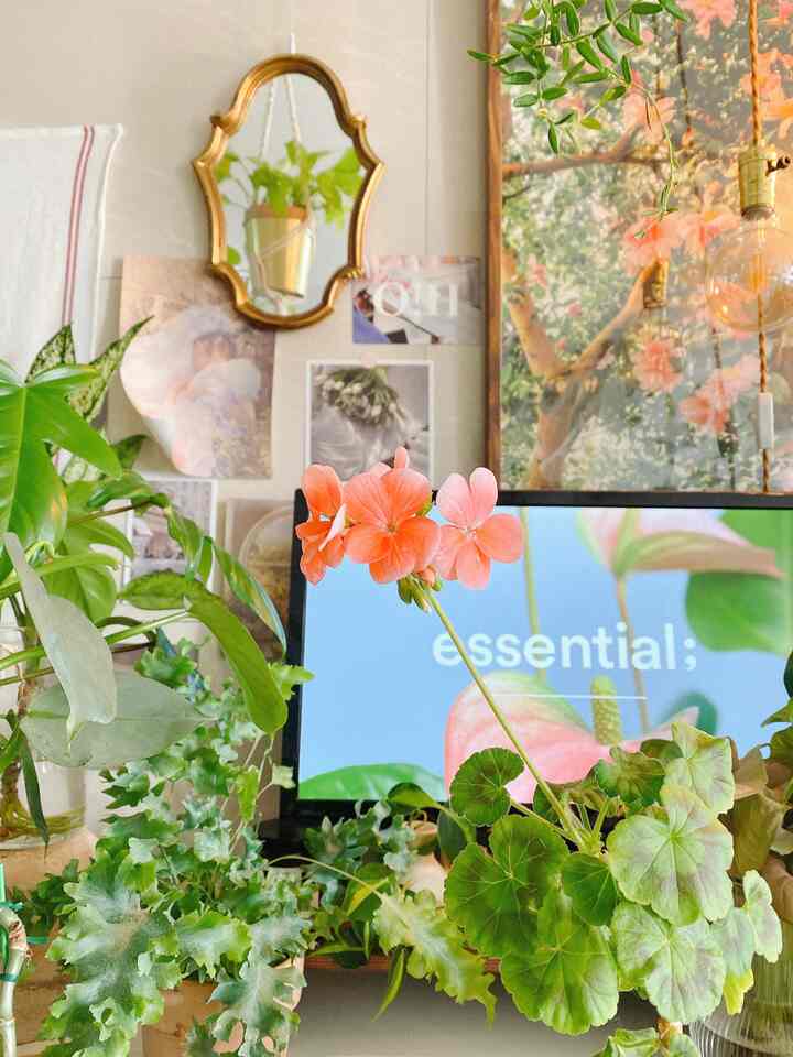 Apricot geranium flowers and various plants decorate a home office space featuring vintage posters and a gold-framed mirror, creating a cozy atmosphere.