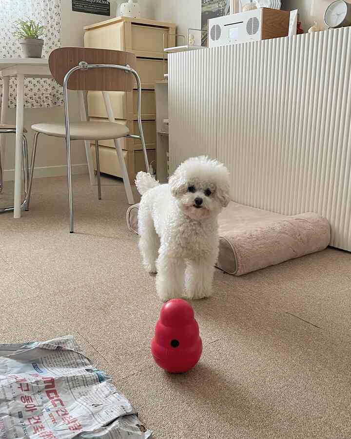 Natural color toned kitchen and dining space featuring beige rug, dining chairs, and a fluffy dog with a red toy, creating a warm atmosphere
