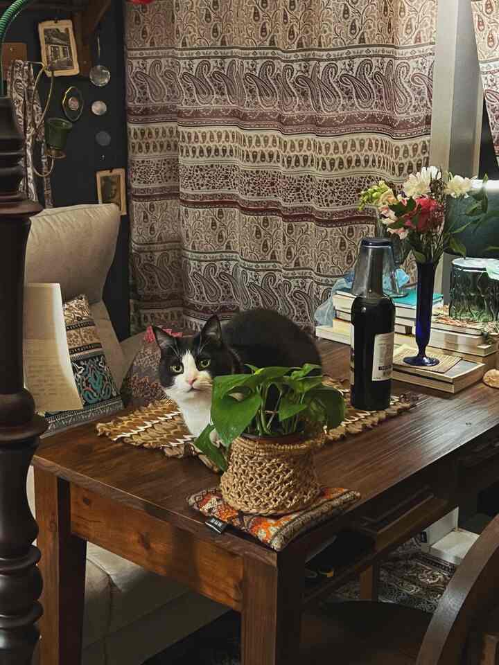 My house is bustling with no space left out, including the living room, bedroom, and kitchen. #오하우스 #오하우스시즌8 #오늘의집 #집꾸미기 #에스닉인테리어 #빈티지인테리어 #에스닉커튼 #빈티지커튼 #무성화 #고양이 #빈티지소품 #오피스텔인테리어 #10평대 #거실인테리어