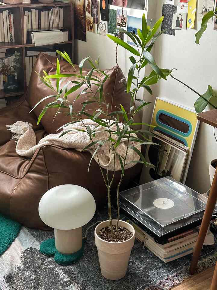 Natural-toned veranda space featuring a bean bag sofa and tall-leaf acacia plant for a cozy interior