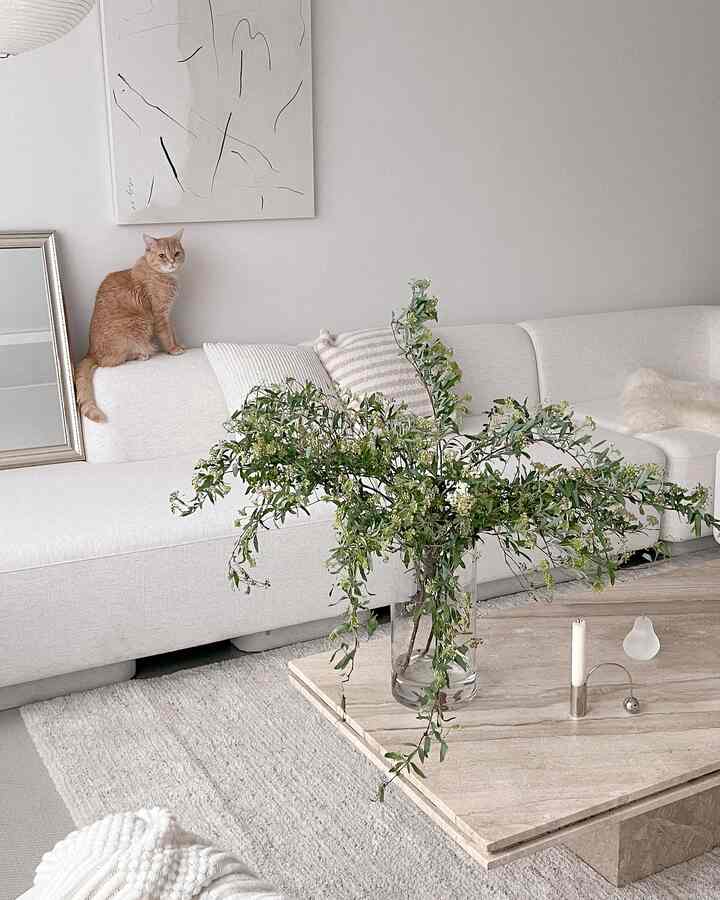 Interiornya terasa lebih penuh dengan pohon spirea pemberian suamiku😊