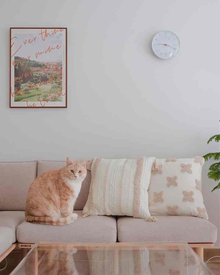 Beige and ivory toned living room featuring sofa with cushions and a cat, showcasing a simple and natural interior