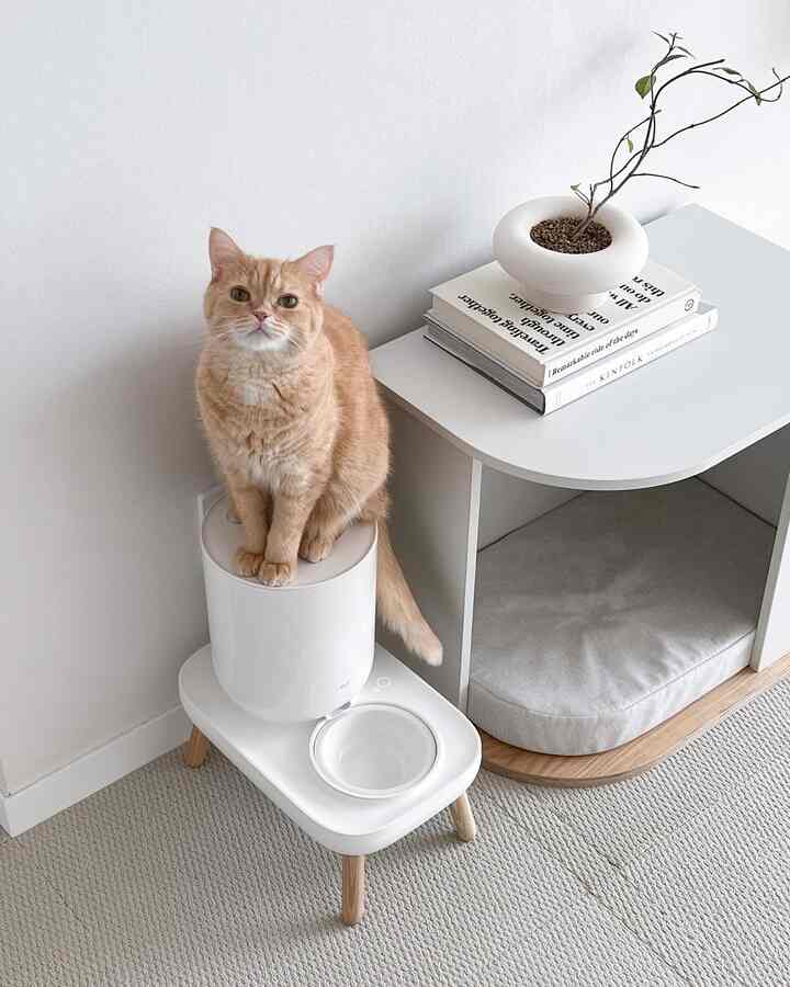 泣き声の心の休息ゾーン！🤍
自動給食器とニンニクの頭腕が家をホワイトウッドに統一して落ち着かせました🤍