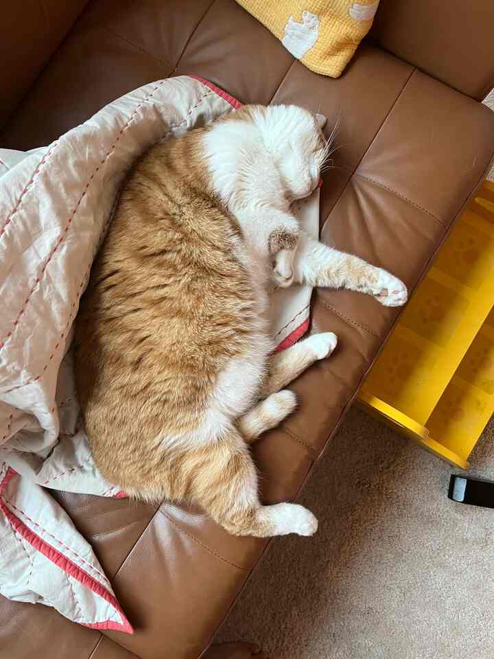 暖かいブラウンのレザーソファの上で、白とオレンジの猫が気持ちよさそうに昼寝している雰囲気のあるインテリア