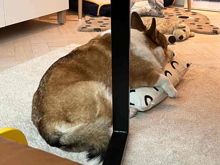 Beige-toned rug with a dog resting its head on a cushion in a cozy pet living space