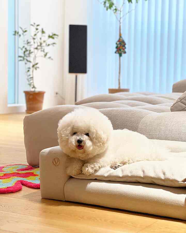 Natural tone living room with beige sofa and white dog relaxing on pet bed, creating cozy atmosphere