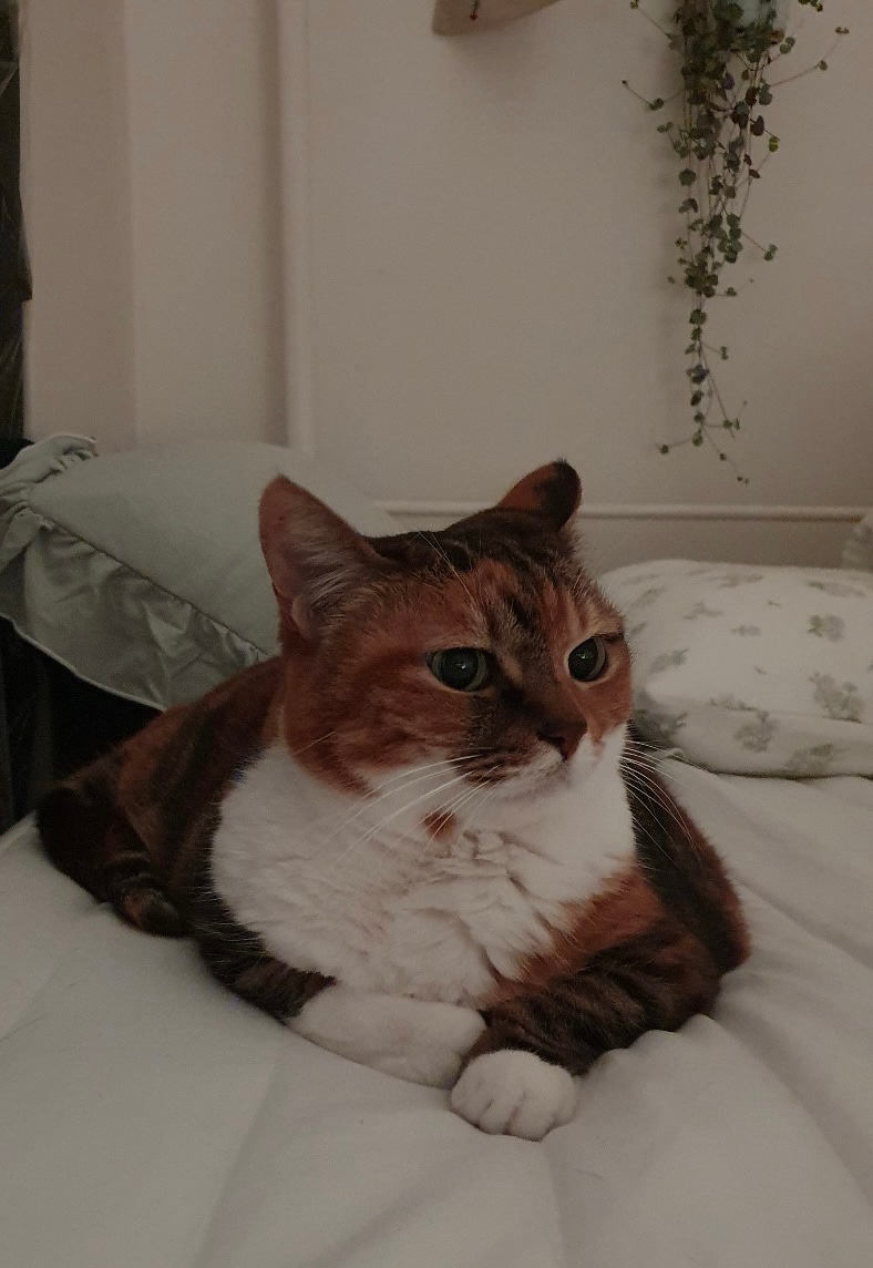 Soft Mood Hotel Frill Pillowcase user photo