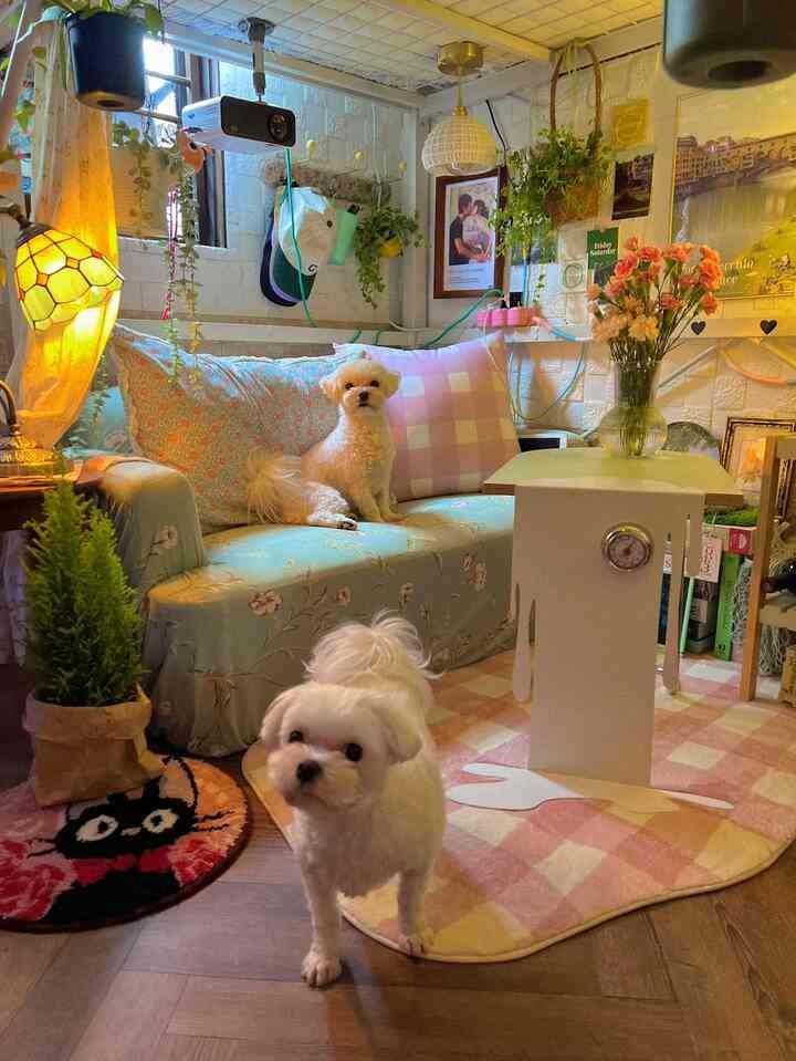 白とミント色調のリビング、花柄のソファにペット犬二匹が座る居心地の良い空間