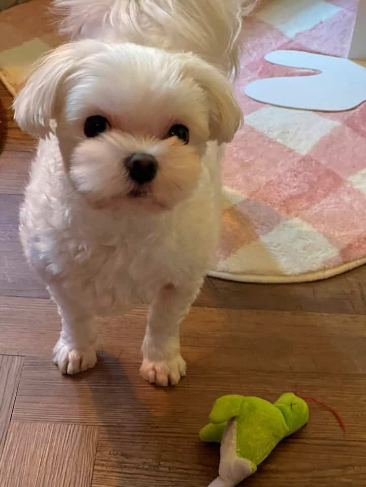 明るい木目調の床とピンクのラグがある空間の中央に白い犬が立っている様子