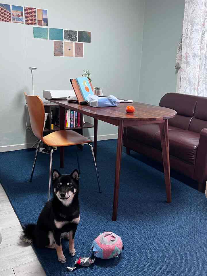 ダークブラウンのダイニングテーブルとソファ、ネイビーブルーのラグがあるリビング、玩具のそばに座る黒い柴犬のいる印象的な空間