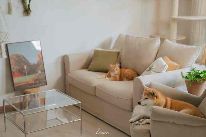 Beige-toned living room featuring a sofa and armchair with a dog and cat comfortably resting, creating a cozy atmosphere
