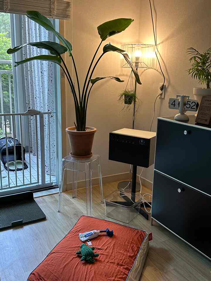 ナチュラルな木目調の床と透明な家具、オレンジ色のペットクッションと大型の観葉植物が配置された温かみのあるリビングの一角