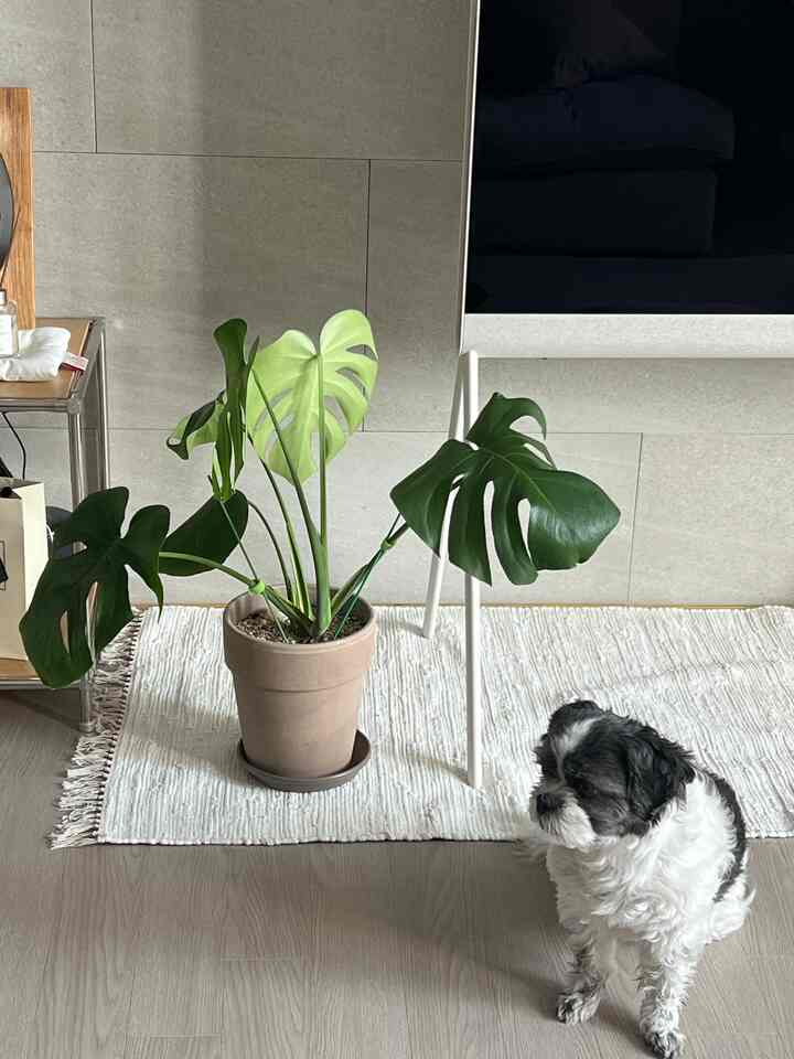 Tagged posts featuring LG OLED Objet Collection Posé 3