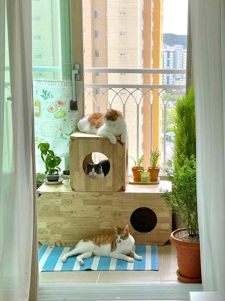 BENKU ウッド 猫用 ハウス ベンチを使ったコーディネート 3