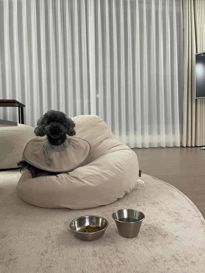 Natural beige tone living room featuring beige pet bean bag, round rug, and sheer white curtains creating a cozy atmosphere