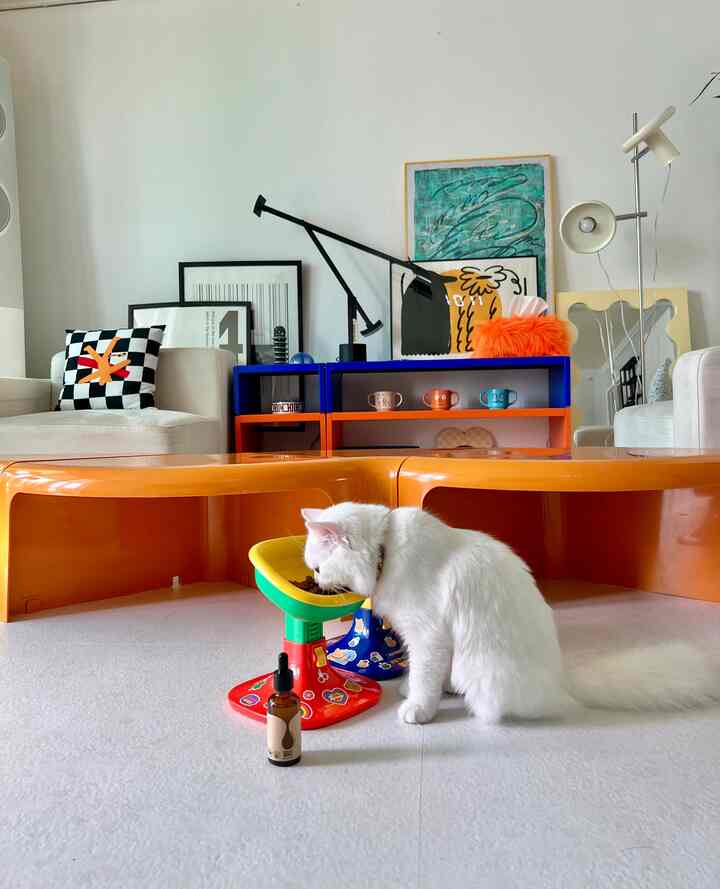 オレンジ色調のリビング、白い猫が明るいオレンジのテーブルの近くで食事するモダンでシンプルなインテリア