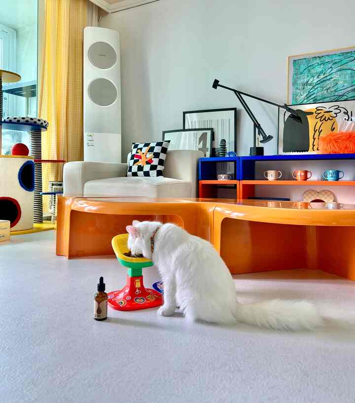 A white and orange toned living room featuring a white cat eating beside a colorful pet feeder, with a simple and modern design