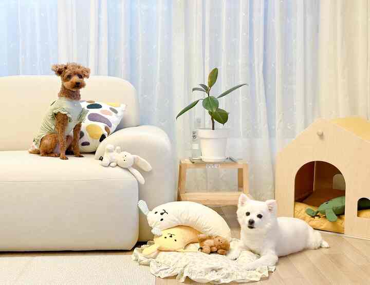 明るいホワイトとウッドトーンのリビング、クリーム色のソファと木製ペットハウス、2匹の犬がいる温かみのある空間