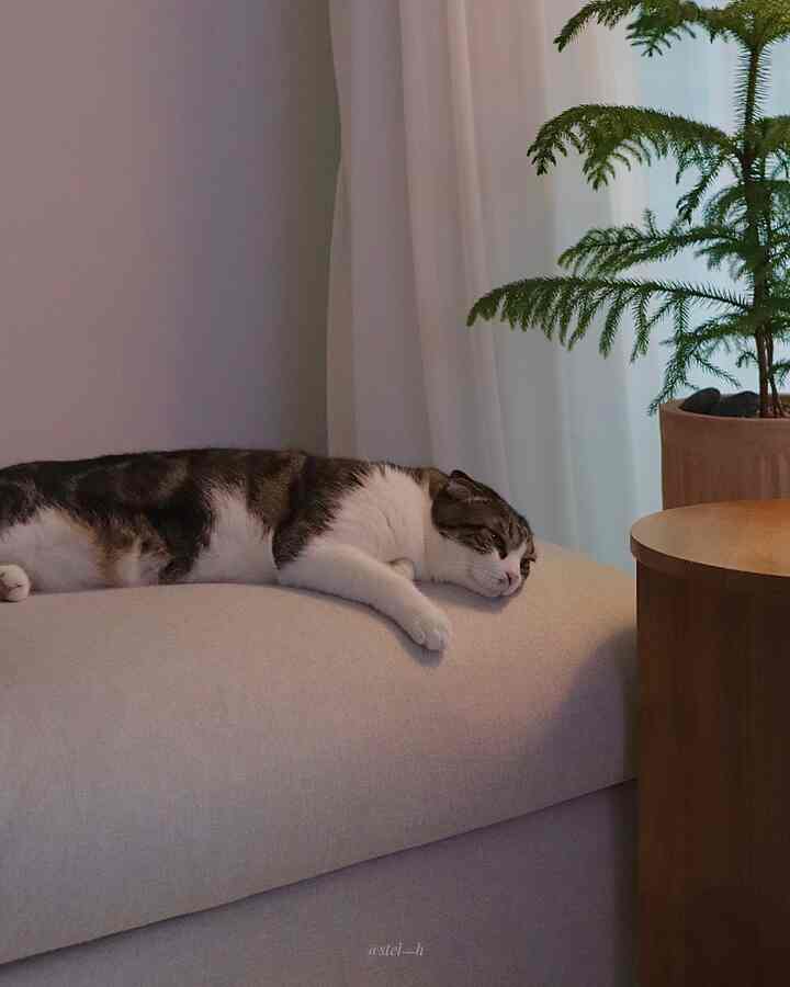 Natural living room with a beige sofa featuring a resting cat, a green plant on the right, and white curtains in the background