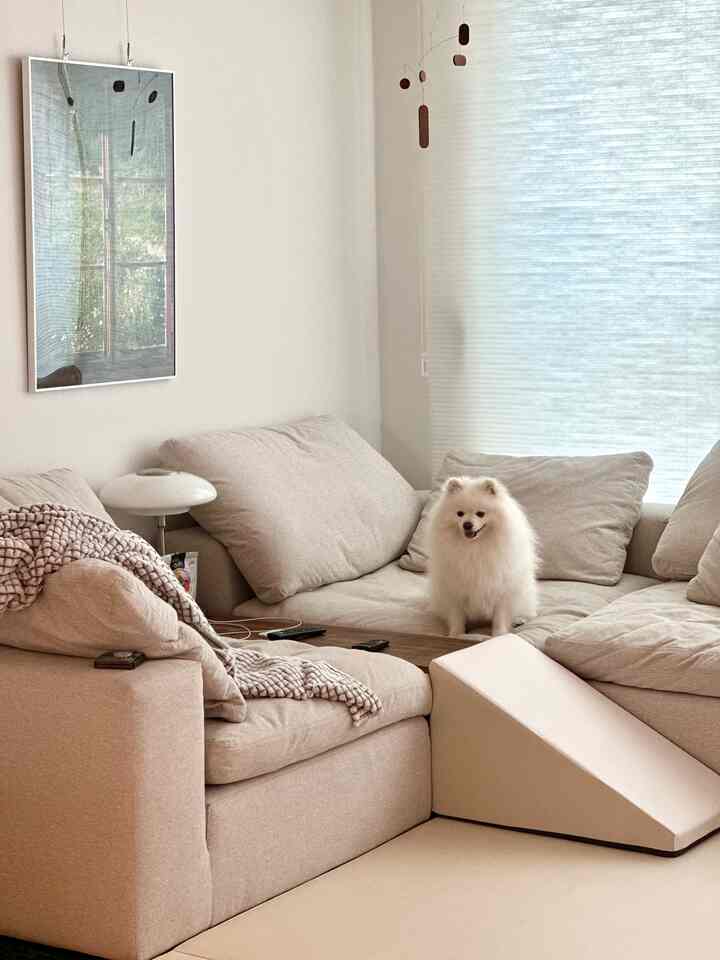 Beige-toned living room featuring a large sectional sofa and a dog, creating a cozy natural modern interior