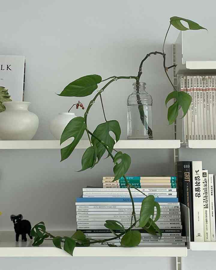 白を基調とした壁と棚にヒメモンステラの植物と本が調和したシンプルなインテリア空間