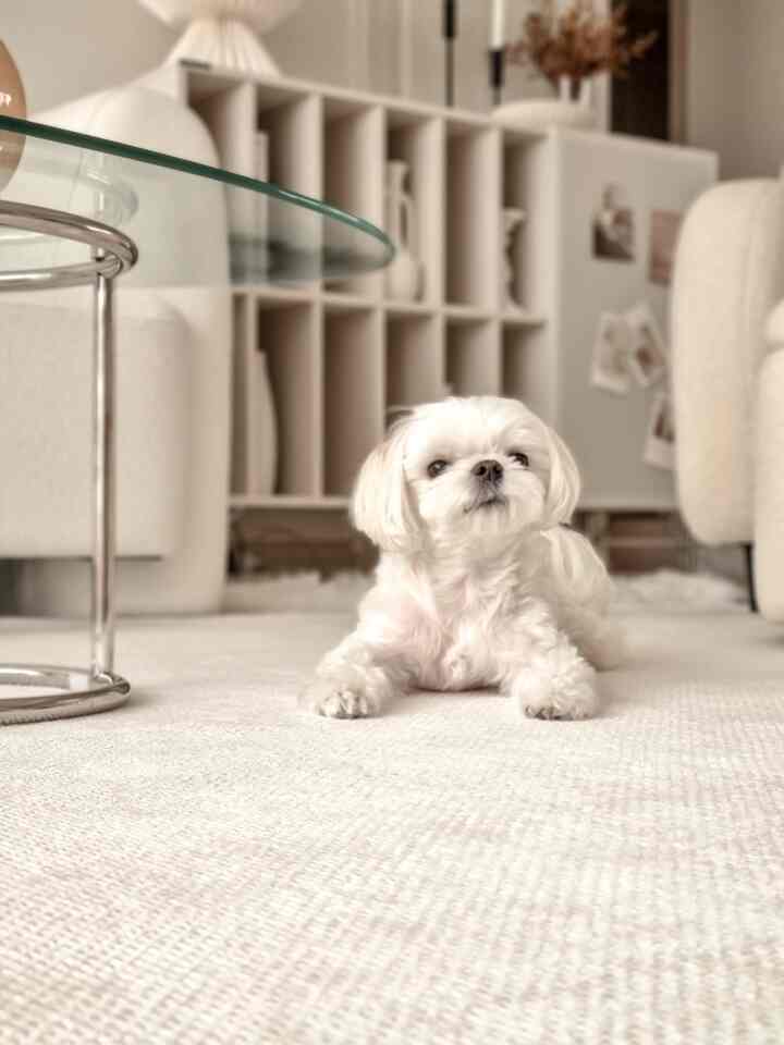 ナチュラルな色調のリビング、中央の床に白い犬が横たわり、クリーム色のラグとアームチェアが配置された落ち着いた雰囲気のインテリア
