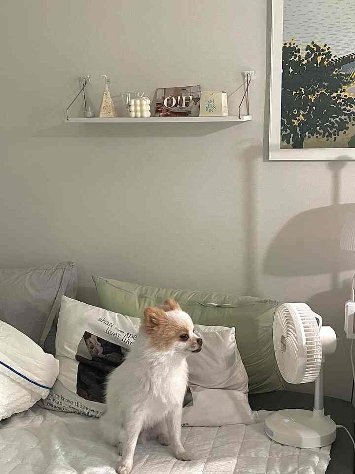 White and green toned bedroom featuring pillows and a mini fan beside a sitting dog, creating a cozy atmosphere
