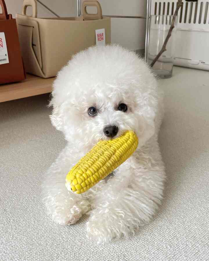 明るくナチュラルな色調のリビング空間、中央に白い毛の犬が黄色いおもちゃのトウモロコシを咥えている様子。