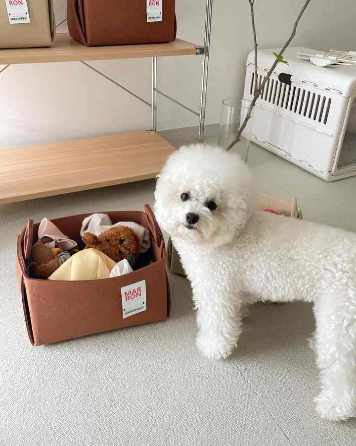 ベージュのカーペットの上に2つのブラウンの収納バスケットと白いペット犬がいるきれいなペット用品収納スペース