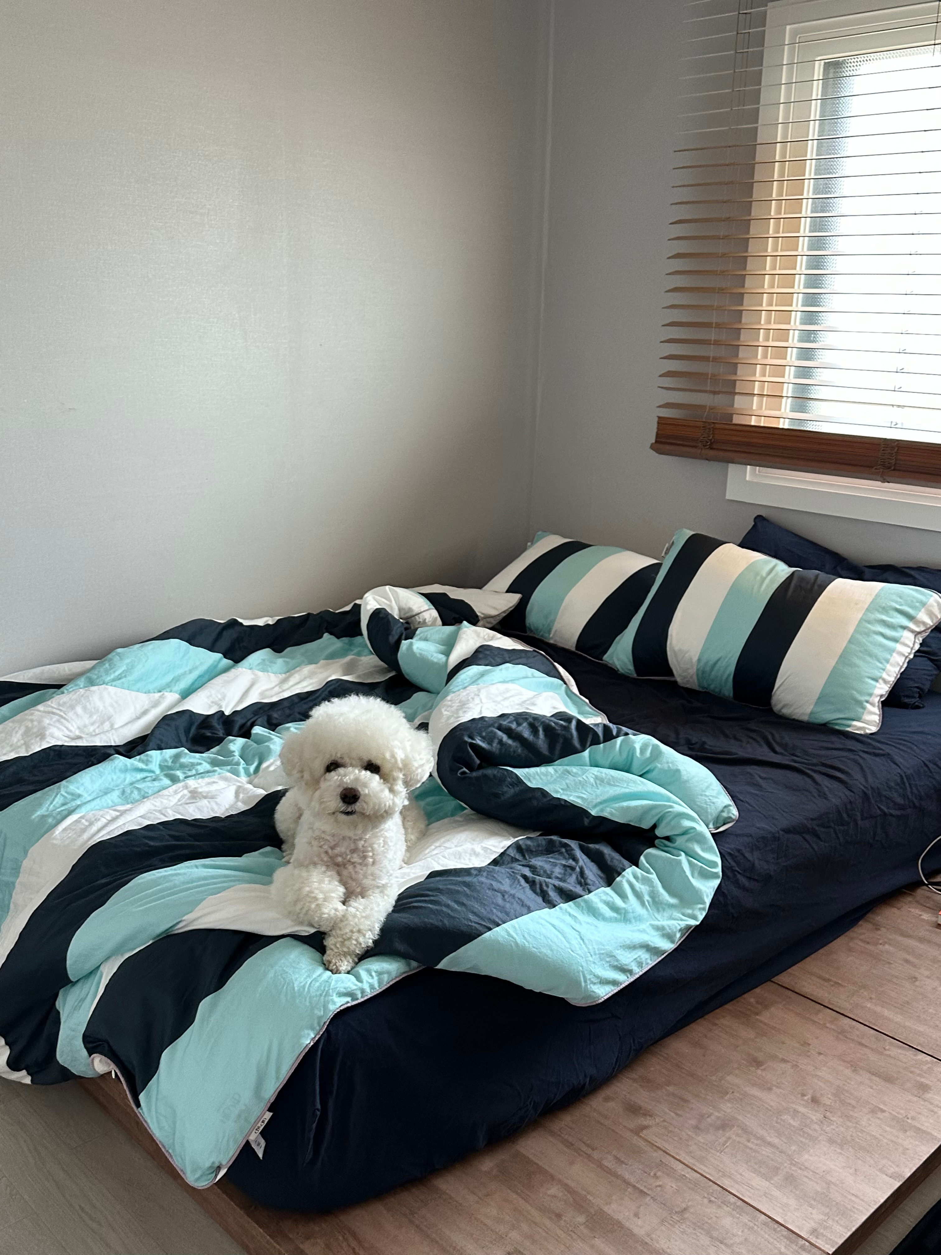 Pure Cotton Basic Fitted Sheet user photo
