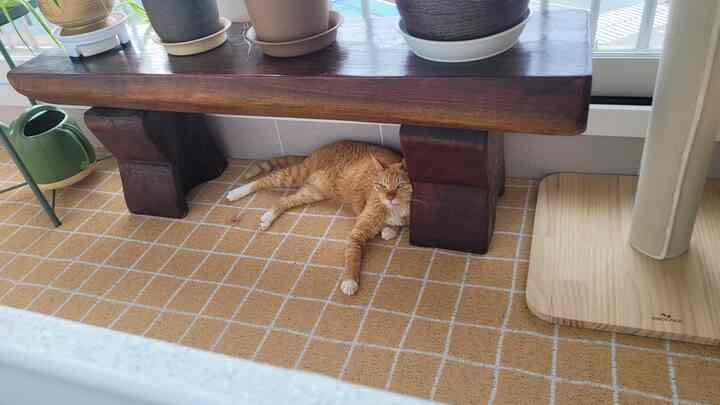 Natural modern tone balcony featuring a wooden bench and checkered coil mat with an orange cat resting underneath
