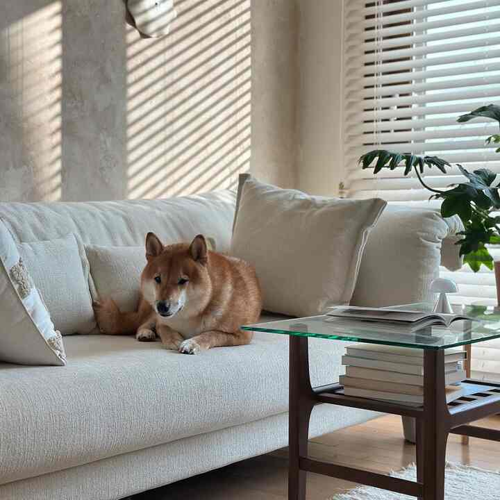 ベージュと白の落ち着いた色調のリビング、ソファの上に犬がいて、ウッド調のコーヒーテーブルとブラインドが配置された雰囲気のある空間