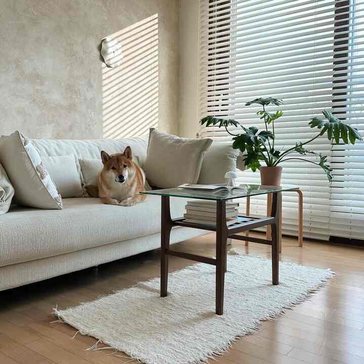 Natural style living room with white blinds and sofa, wood tone flooring, green plant, and a dog resting on the sofa