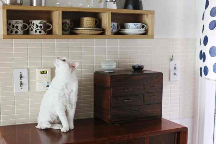 白と茶色のトーンのキッチンスペース、木製家具の上に座る猫がいる雰囲気のあるインテリア