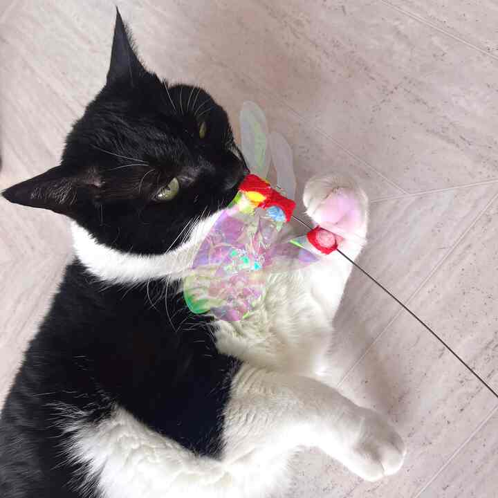白い床に黒白の猫がペット用おもちゃで遊んでいる雰囲気のある室内