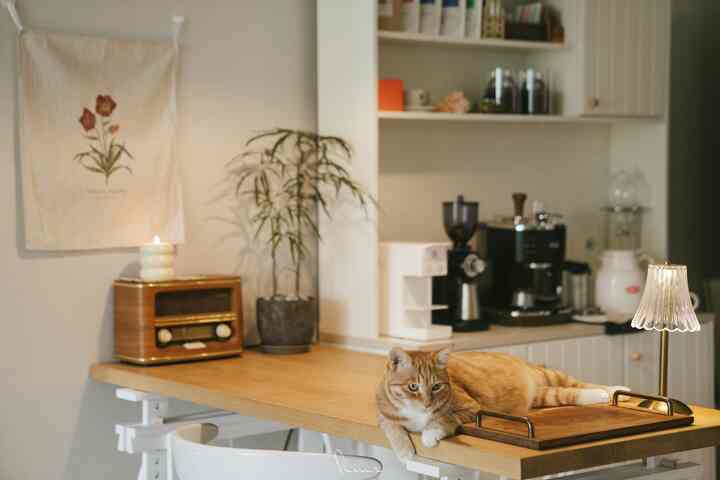 ナチュラルな木目調のキッチンスペース、テーブルに横たわる猫とコーヒーマシン、植物が配置された雰囲気のあるおうちカフェインテリア