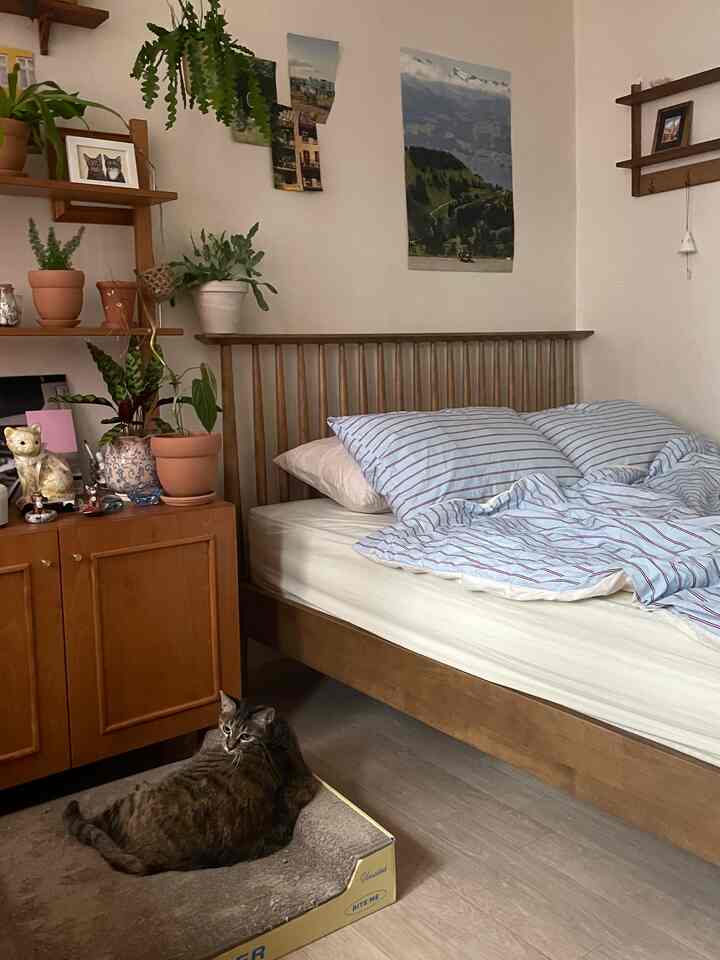 ナチュラルな木目調の寝室、木製のベッドと多くの植物が調和したアットホームなワンルームにペットベッドの猫がいる雰囲気のあるインテリア