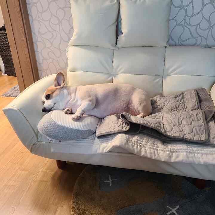 AMBO ペット ソファベッド T031［5色］を使ったコーディネート 2