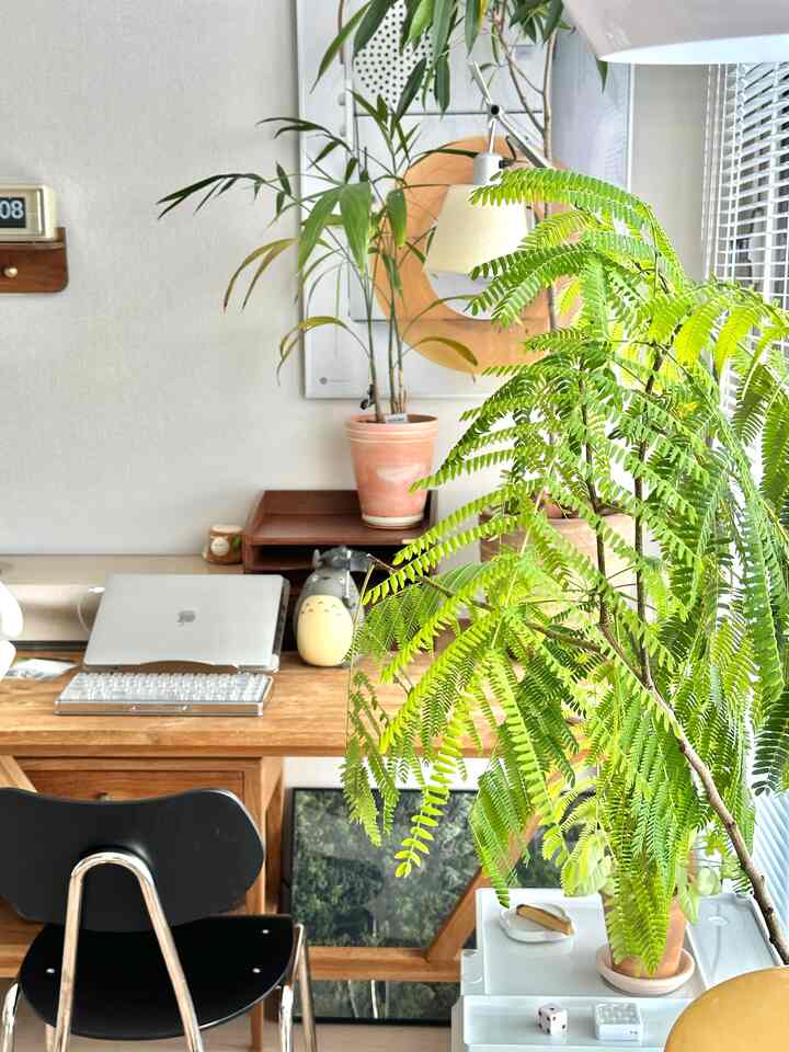 ナチュラルなベージュと木目調のワンルームホームオフィス、緑豊かな大きな植物と木製デスクが調和した雰囲気のあるインテリア