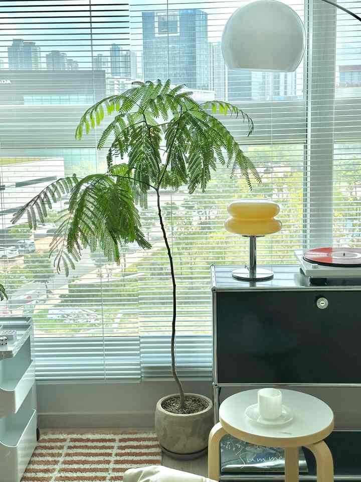 White and green toned studio apartment featuring a large potted plant, wooden stool, and blinds in a clean minimal interior