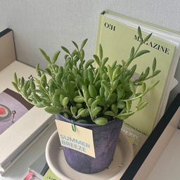 좋아하는 동생에게 선물받은 뉴식물이,,🪴💚
이름도 귀여운 바나나체인,,😳 
볼때마다 귀여워서 웃음이 나온다(,,• ֊ •,,)♡
#오하우스시즌9 #오하우스 #오늘의기록 #플랜테리어 #식물인테리어 #소품 #소품인테리어 #화분 #선반 #화분선반 